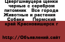 Цвергшнауцера щенки черные с серебром питомник - Все города Животные и растения » Собаки   . Пермский край,Красновишерск г.